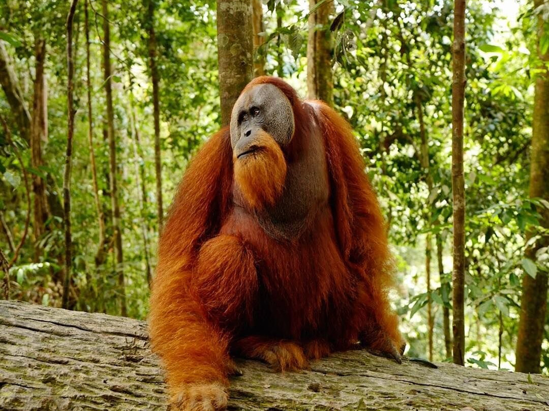 Sumatra Orangutan Tours-武吉拉旺必去景点