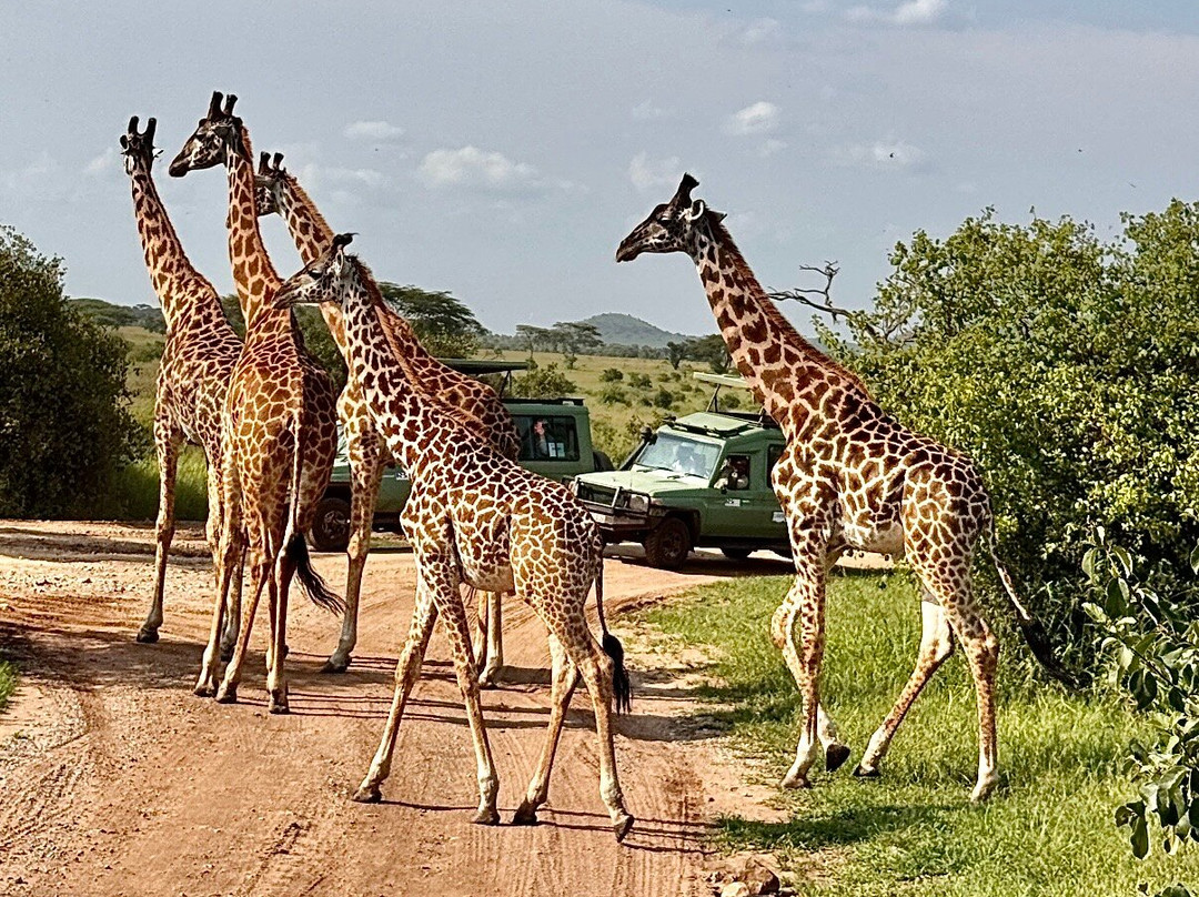 Carnivores Safaris Limited-阿鲁沙必去景点