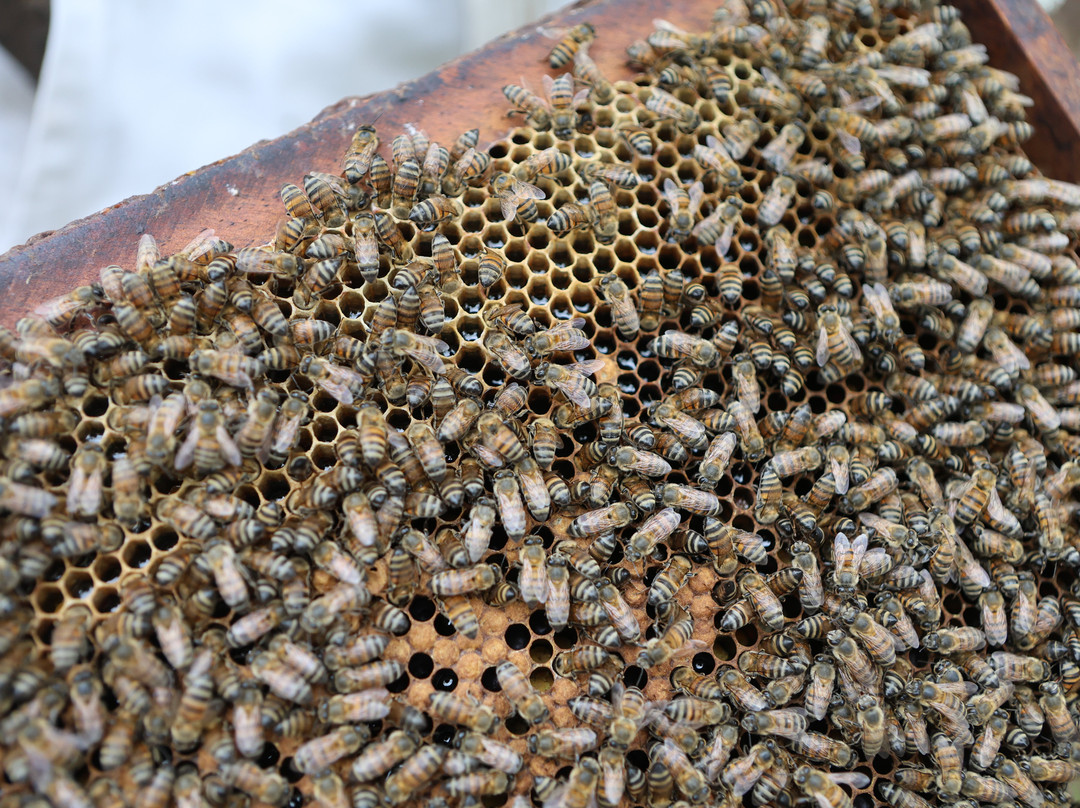 Manuel Antonio Bee Farm Tour-哥斯达黎加安东尼奥国家公园必去景点