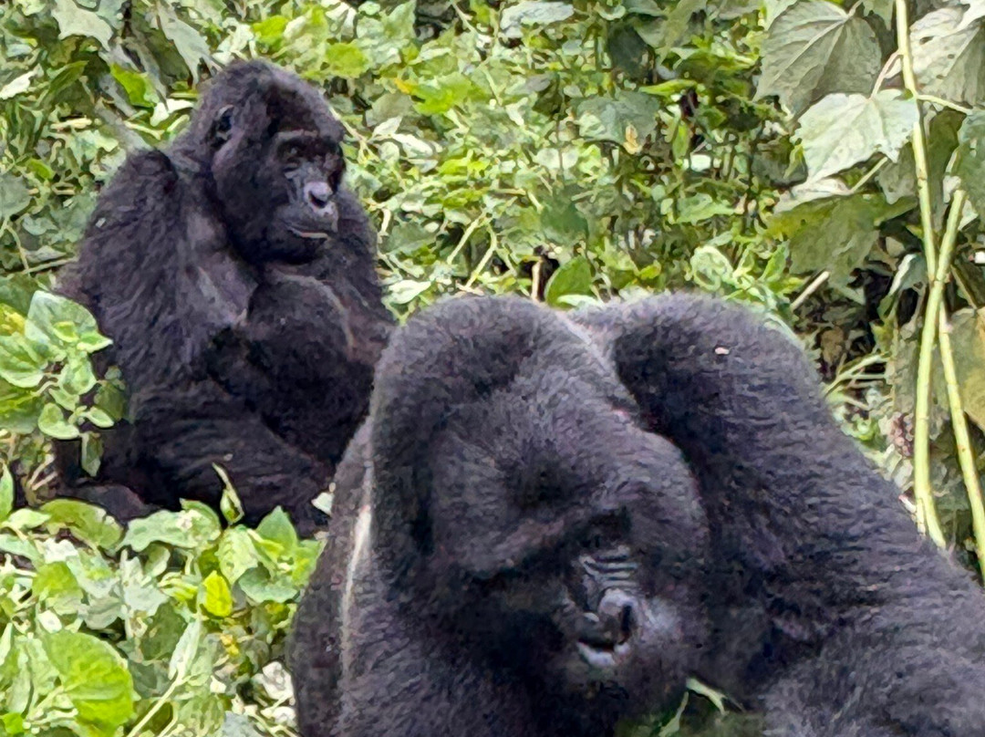 Exclusive Uganda Safaris-坎帕拉必去景点