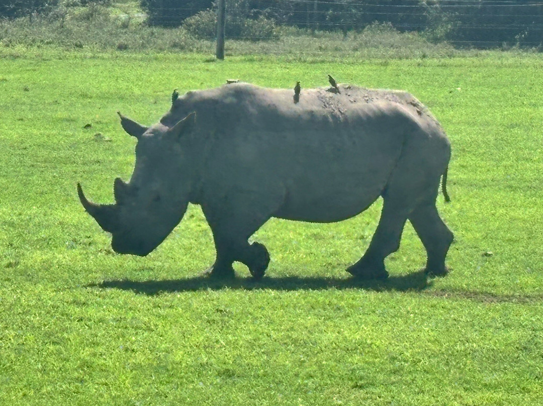 Adept Kenya Safaris-内罗毕必去景点