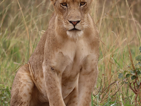 Nkuringo Safaris-布恩迪难以穿越的国家公园必去景点