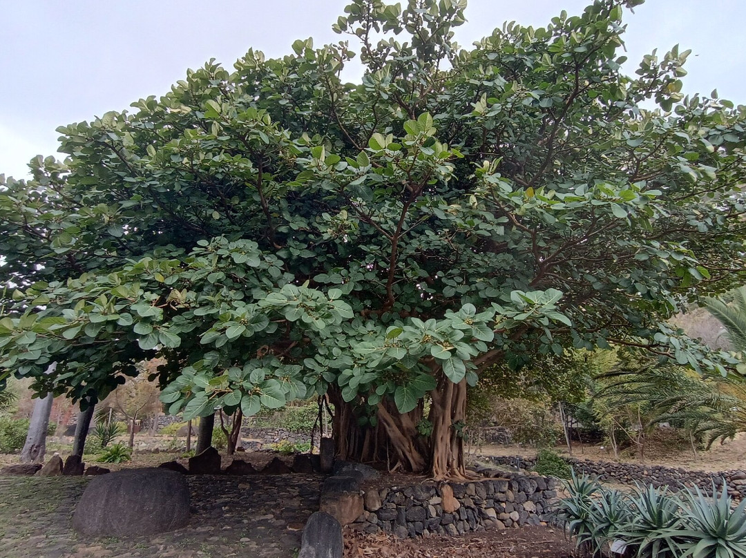 Jardin Botanico del Descubrimiento de Vallehermoso-Vallehermoso必去景点