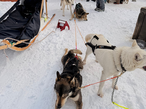Haukeli Husky-Rauland必去景点