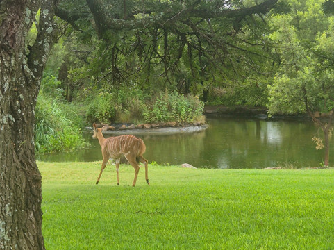 Kievits Kroon Gauteng Wine Estate主图