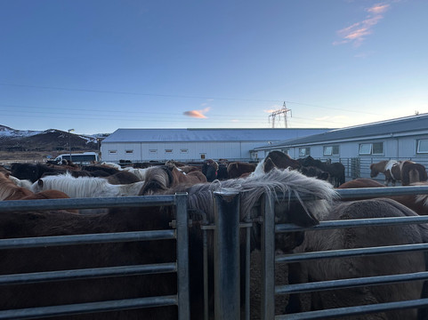 Eldhestar Volcano Horses-Olfus必去景点