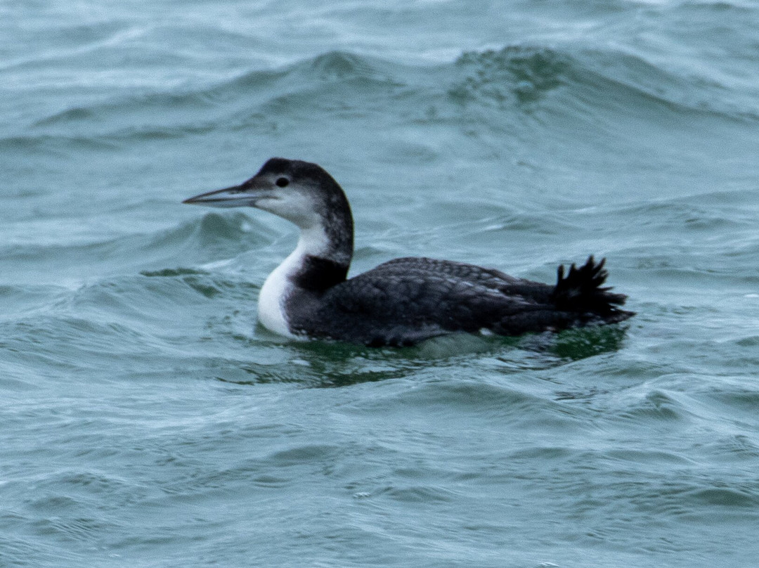 Birds Of Poole Harbour Events-普尔必去景点