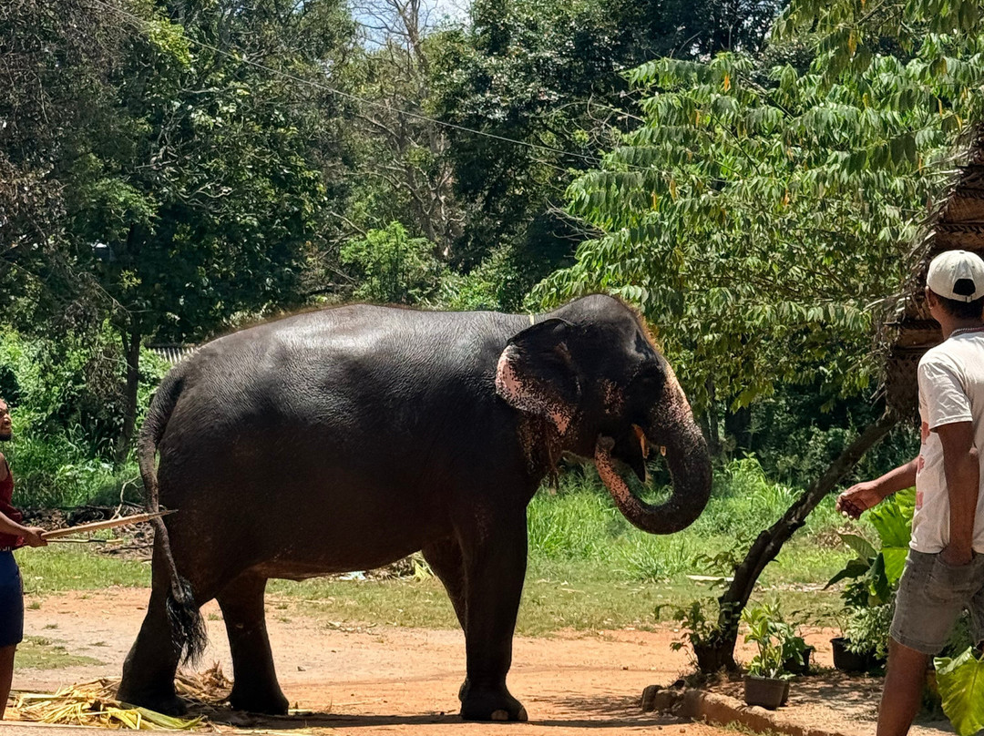 Private Tour Guide in Sri Lanka-科伦坡必去景点