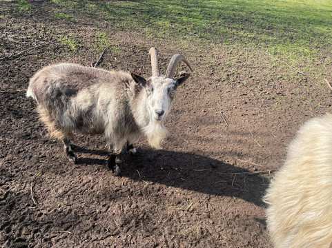 Jarrow Hall Anglo-Saxon Farm, Village and Bede Museum-Jarrow必去景点