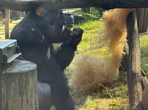 Zoo Antwerpen (dierentuin)-安特卫普必去景点