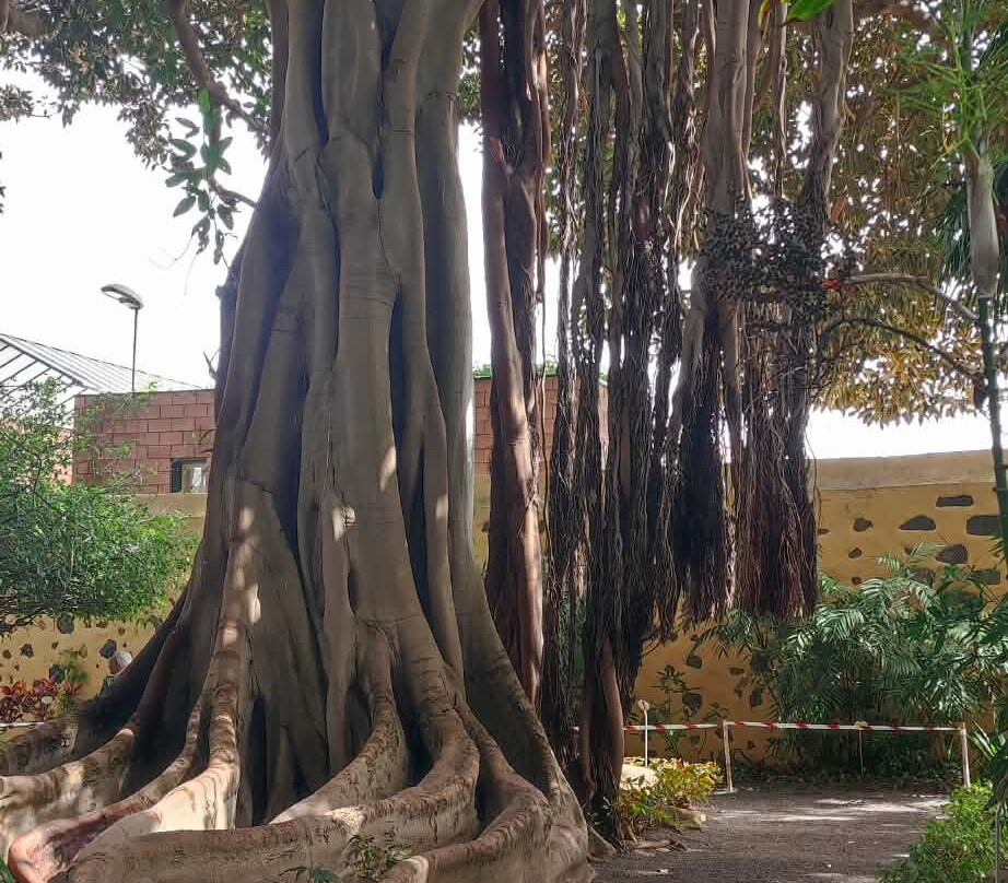 Botanischer Garten-德拉克鲁兹索尔港必去景点