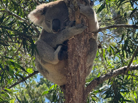 考拉医院-麦克夸利港必去景点