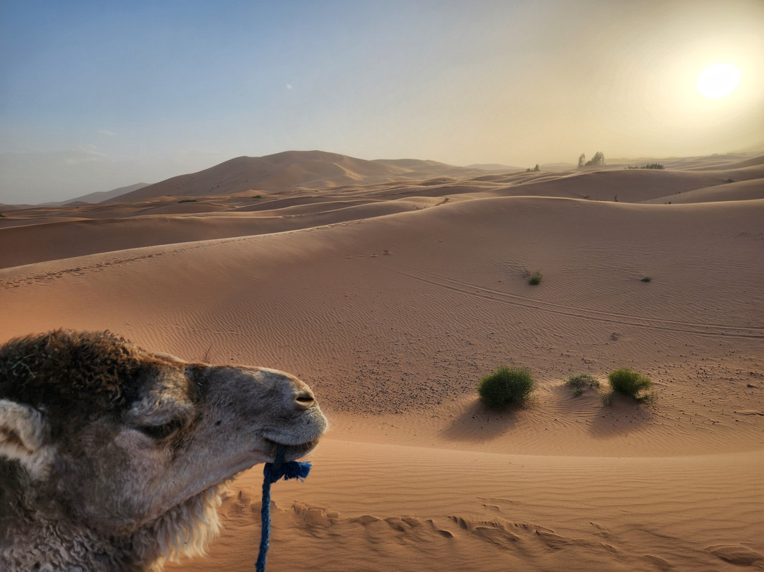 Over Moroccos Desert Tours-非斯必去景点