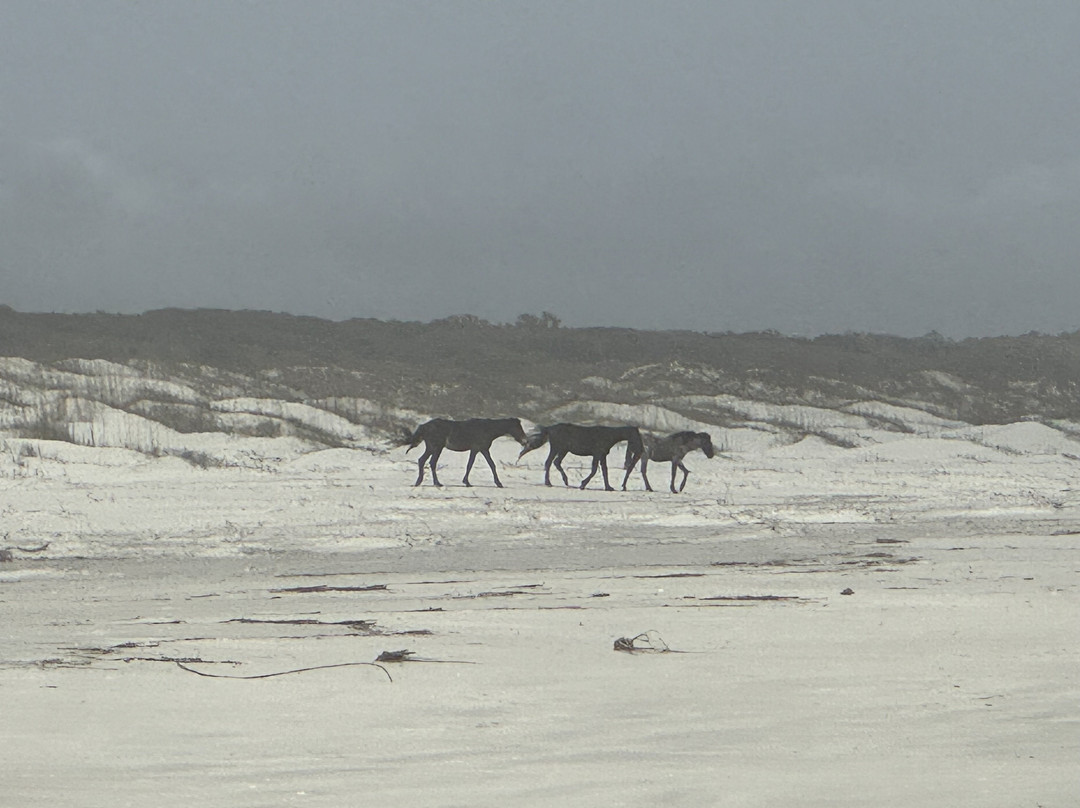 Cumberland Island Ferry-St. Marys必去景点