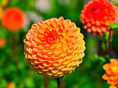 Aylett Nurseries-圣奥尔本斯必去景点