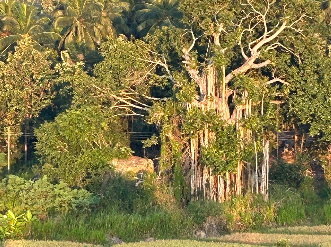 Sun Rise Ballooning-丹布拉必去景点