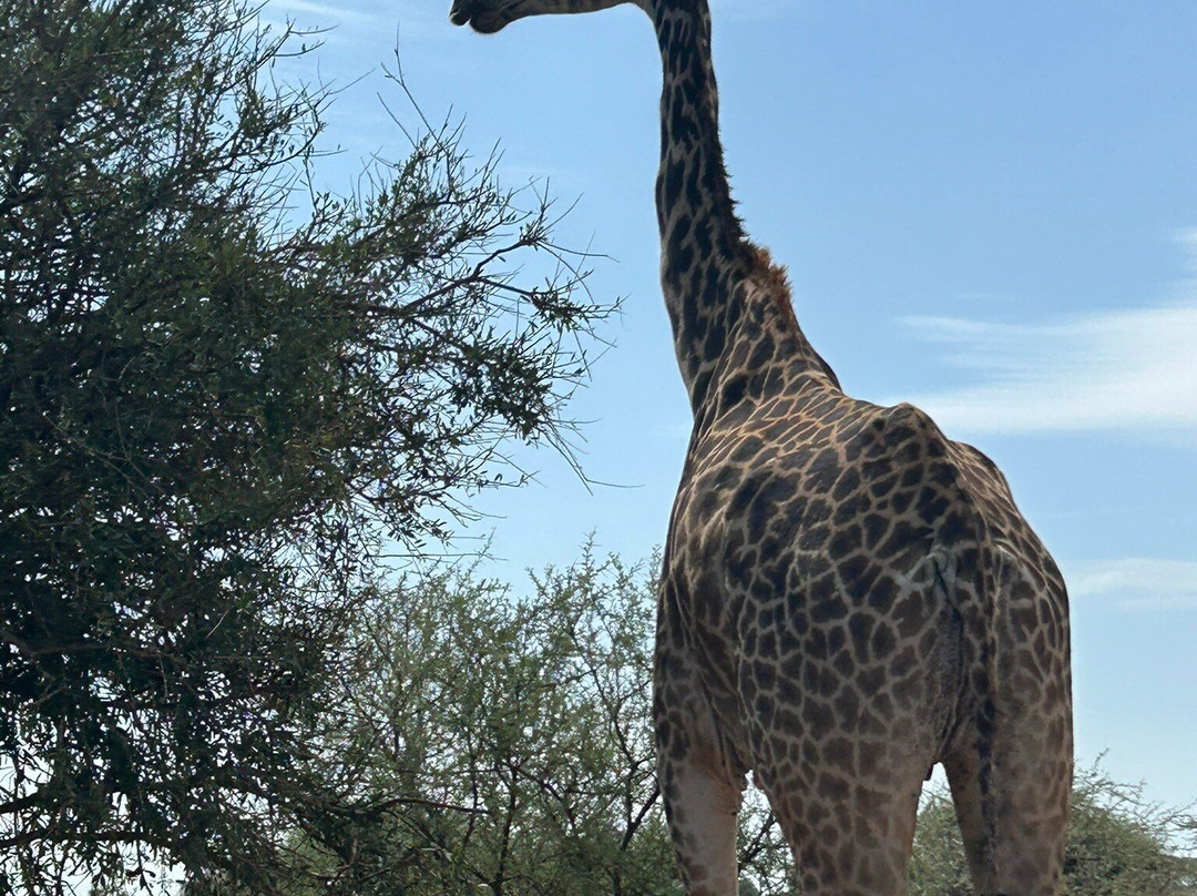 nomade SAFARI-蒙巴萨必去景点