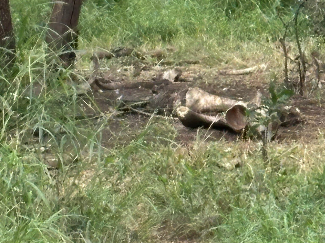 Tshokwane Picnic Site-克鲁格国家公园必去景点