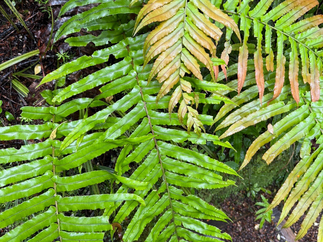 Waitonga Falls Track-奥阿库尼必去景点