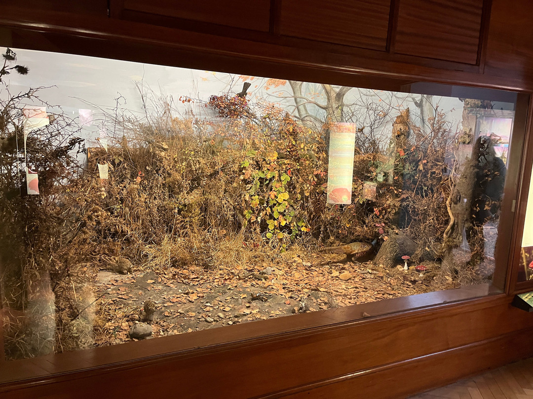 Norwich Castle Museum & Art Gallery-诺威奇必去景点