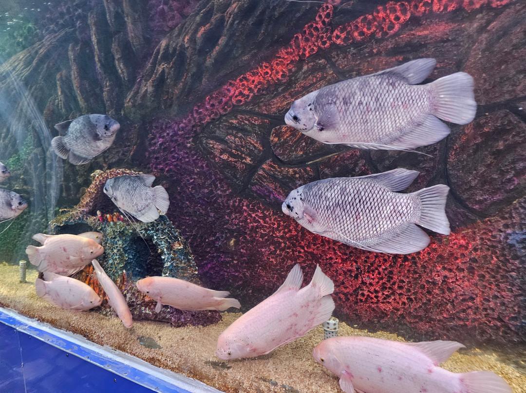 Lokaranjan Aqua World Underwater Zoo-迈索尔必去景点