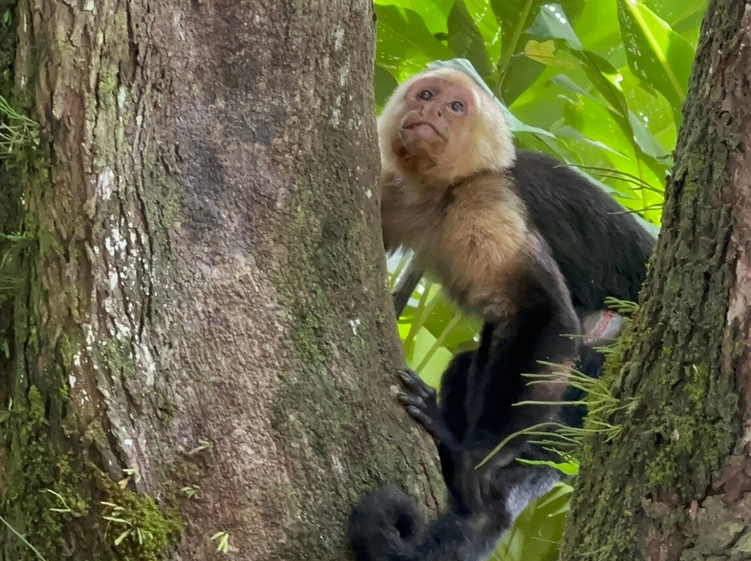 Monkey Mangrove Tour-克波斯必去景点