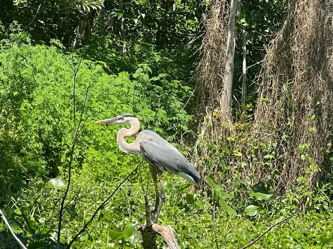 St. John's River Eco Tours, LLC-DeBary必去景点