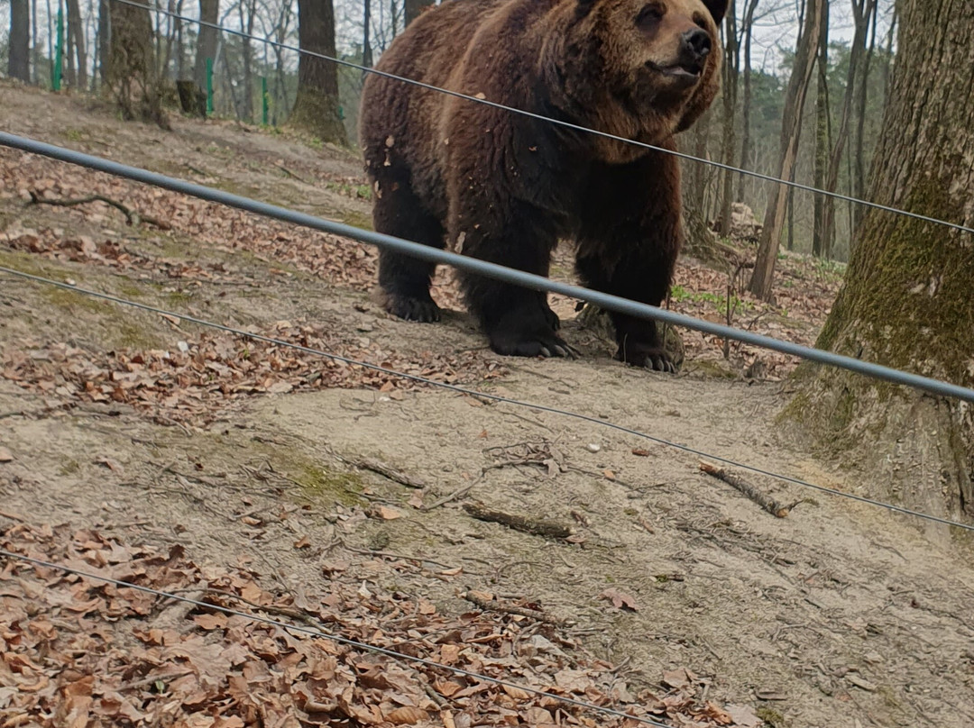 Bear Sanctuary Domazhyr-Zhorniska必去景点