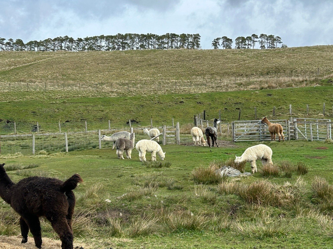 Ferny Rigg Alpacas-赫克瑟姆必去景点