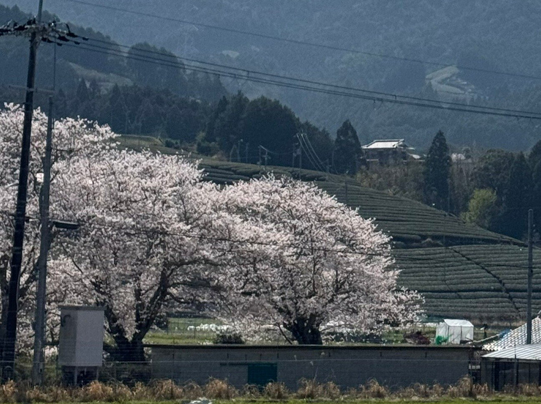 Kyoto Obubu Tea Farms-和束町必去景点