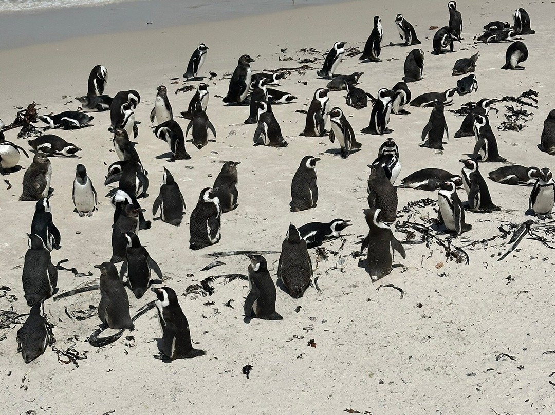 Boulders Beach Penguin Colony-西门镇必去景点