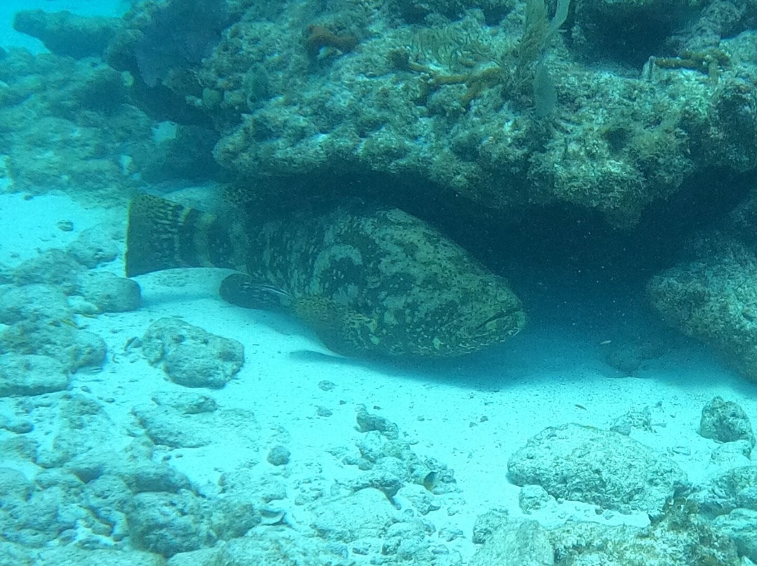Conch Republic Divers-Tavernier必去景点