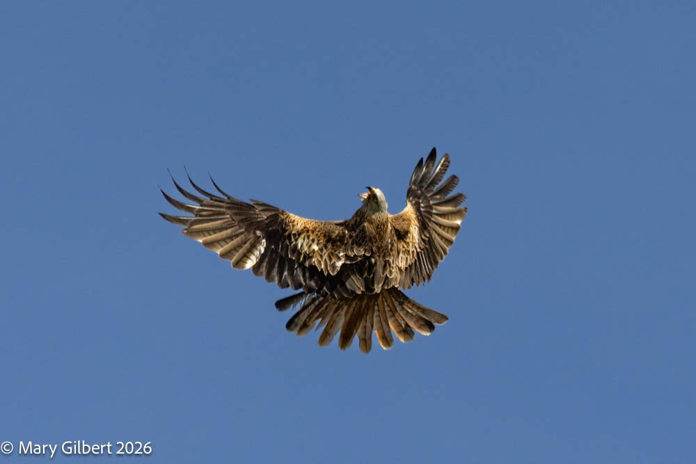 Argaty Red Kites-Doune必去景点
