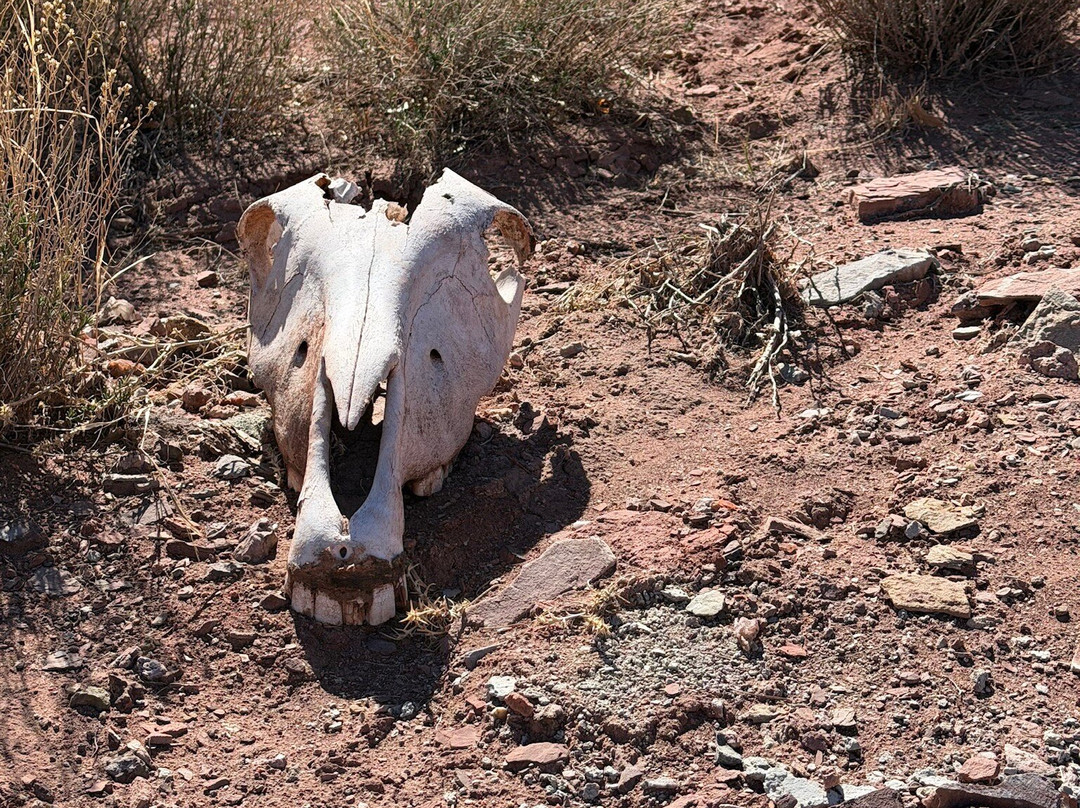New Mexico Jeep Tours-阿尔伯克基必去景点