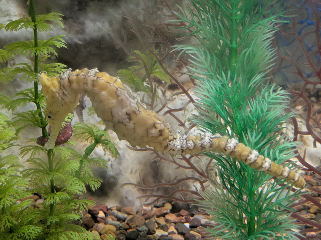 Seahorse World-Beauty Point必去景点