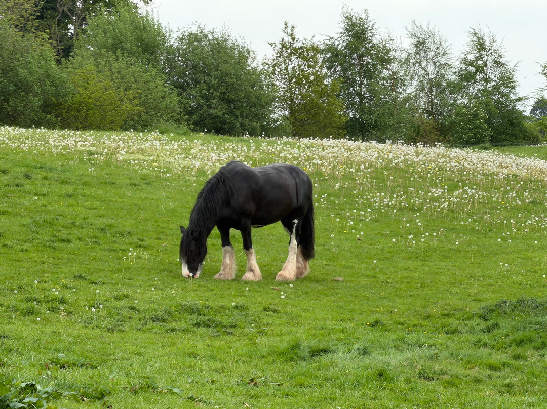 Cotebrook Shire Horse Centre-Cotebrook必去景点