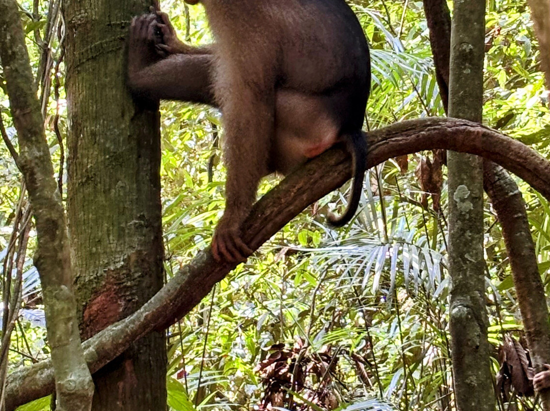 Sumatra Orangutan Tours-武吉拉旺必去景点