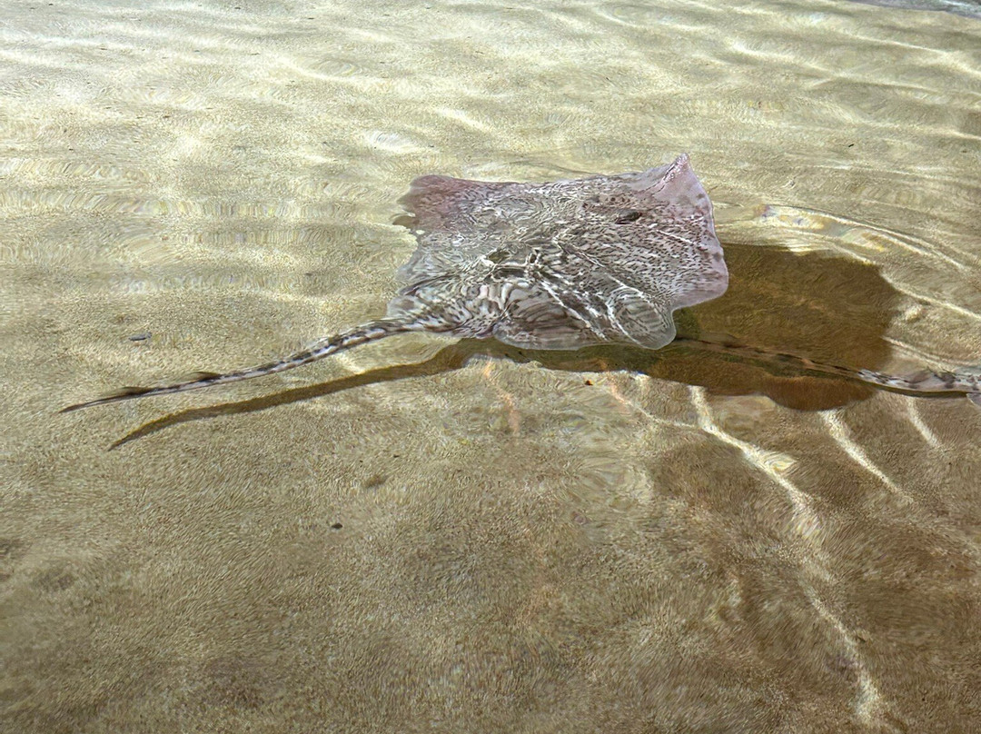 热那亚水族馆-热那亚必去景点