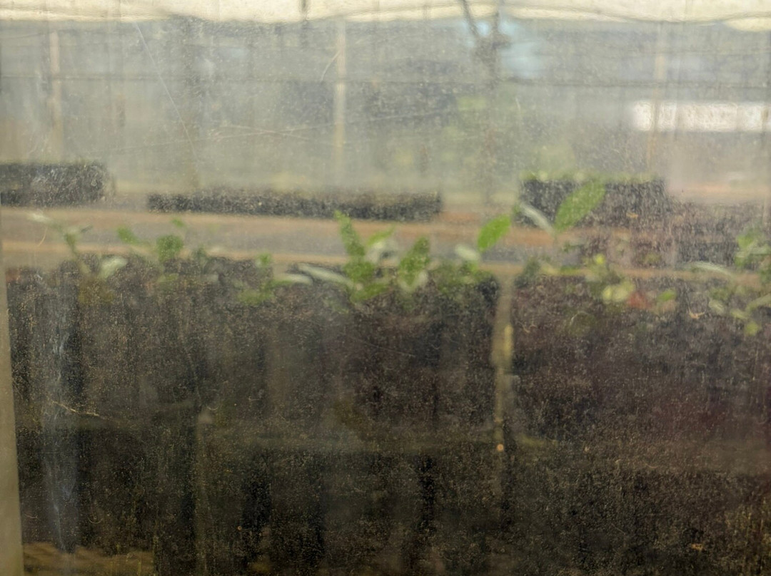 Charleston Tea Garden-Wadmalaw Island必去景点