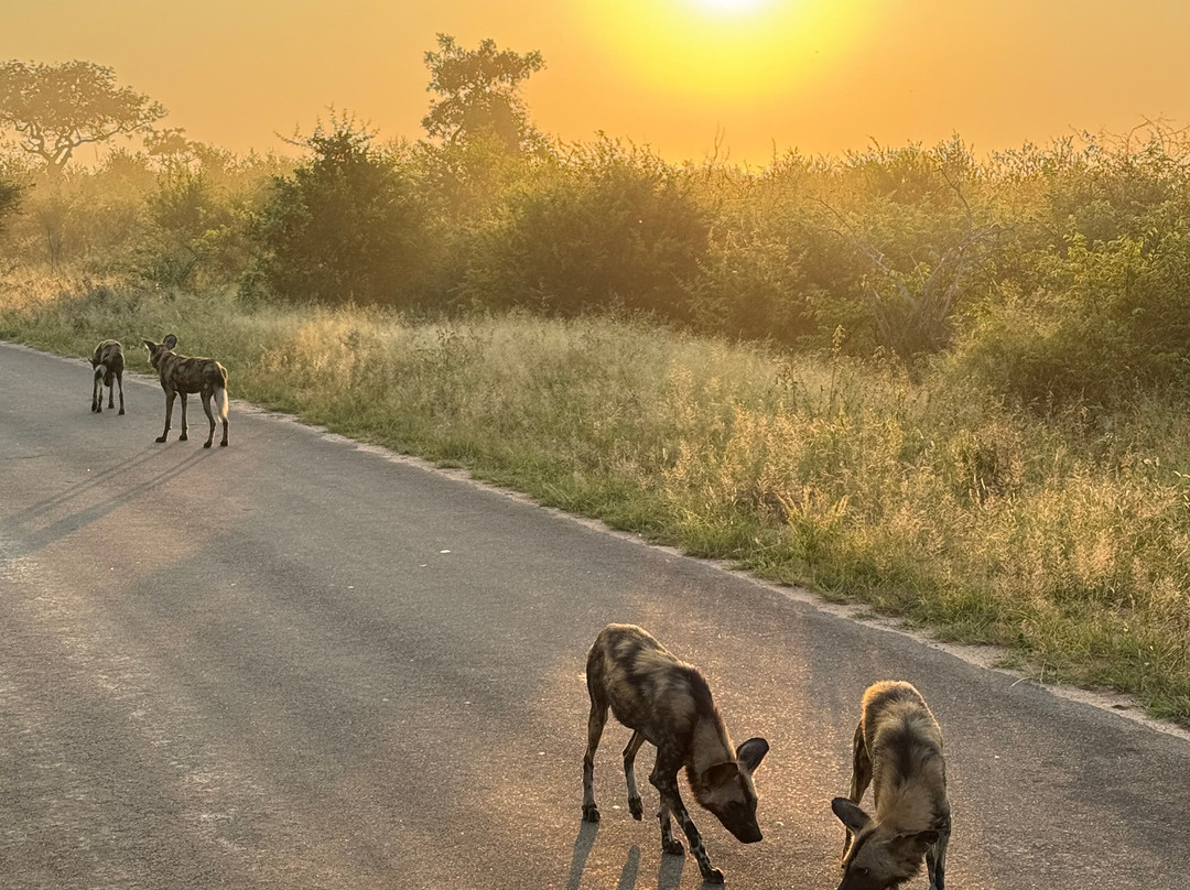 Kruger National Park Safari Specialists - Tours & Safaris-白河必去景点