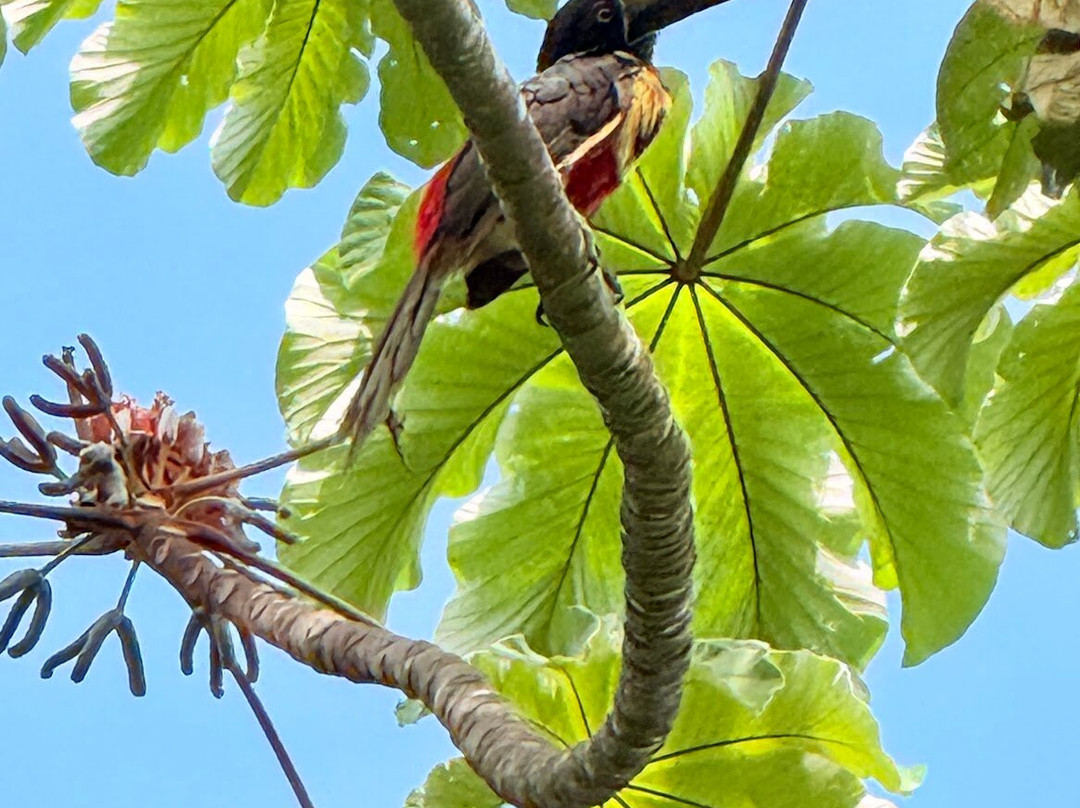 Waking Dreams Costa Rica-圣何塞必去景点