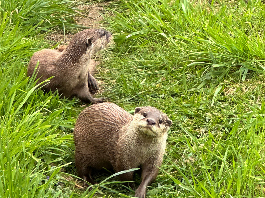 Bridlington Animal Park-布里德灵顿必去景点