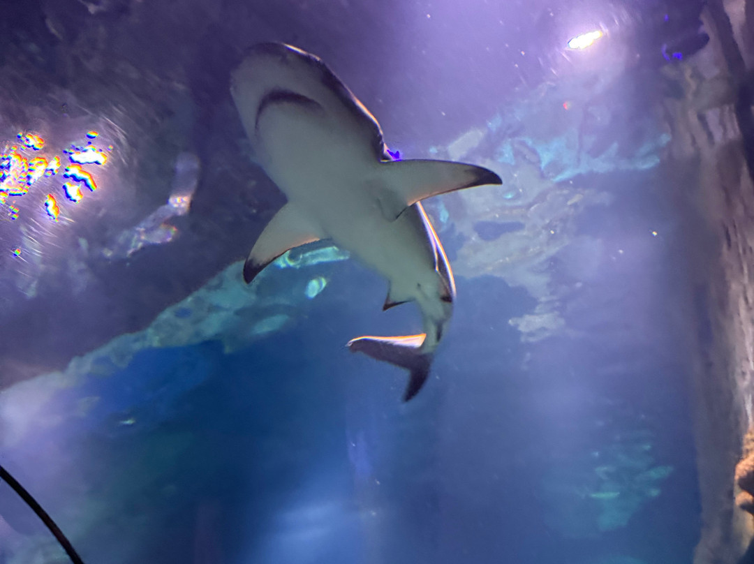 SEA LIFE Konstanz-康士坦茨必去景点