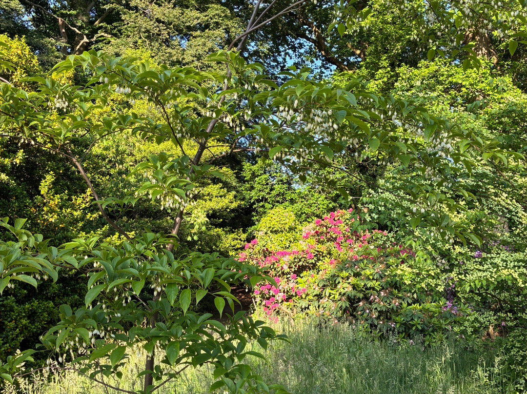 Belmonte Arboretum Wageningen-瓦赫宁恩必去景点