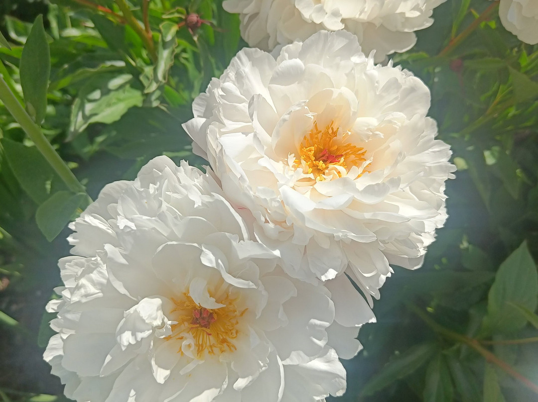 West Dean Gardens-奇切斯特必去景点