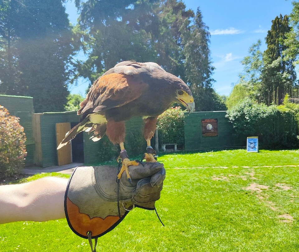 The Falconry Centre-Hagley必去景点