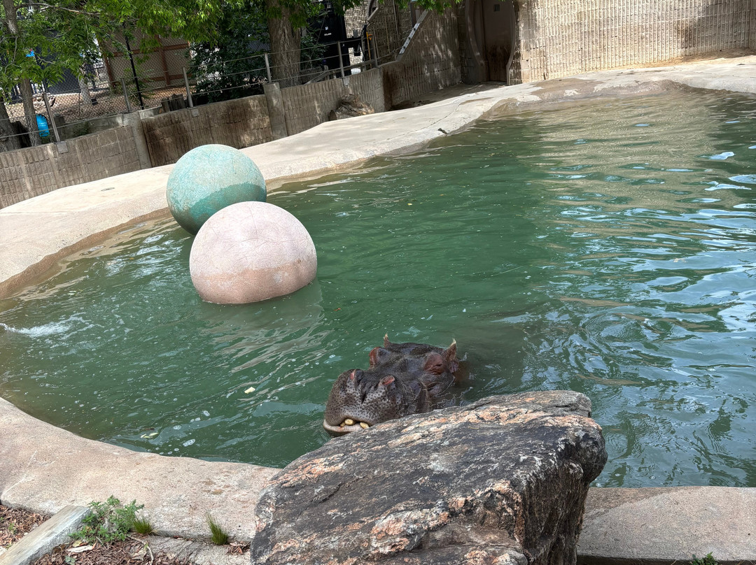 Denver Zoo-丹佛必去景点