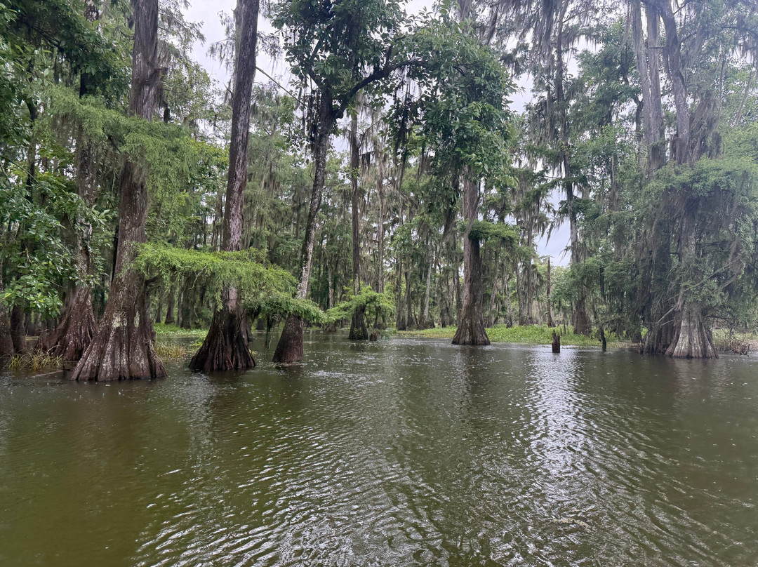 Cajun Country Swamp Tours-布里奥克斯桥必去景点