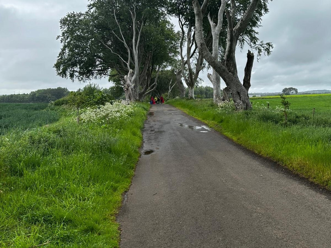 The Dark Hedges-巴利马尼必去景点