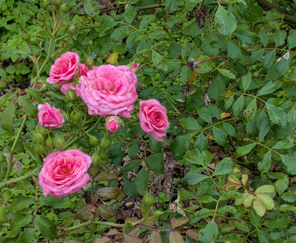 State Botanical Garden of Georgia-阿森斯必去景点